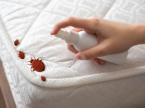 Best Ant Control Services  in Hamlet, IN