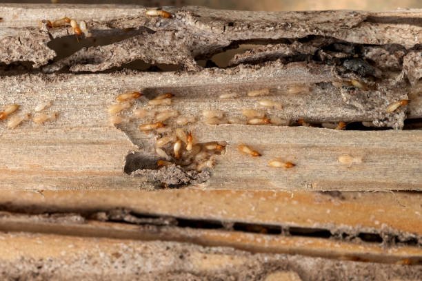 Best Emergency Pest Control  in Hamlet, IN